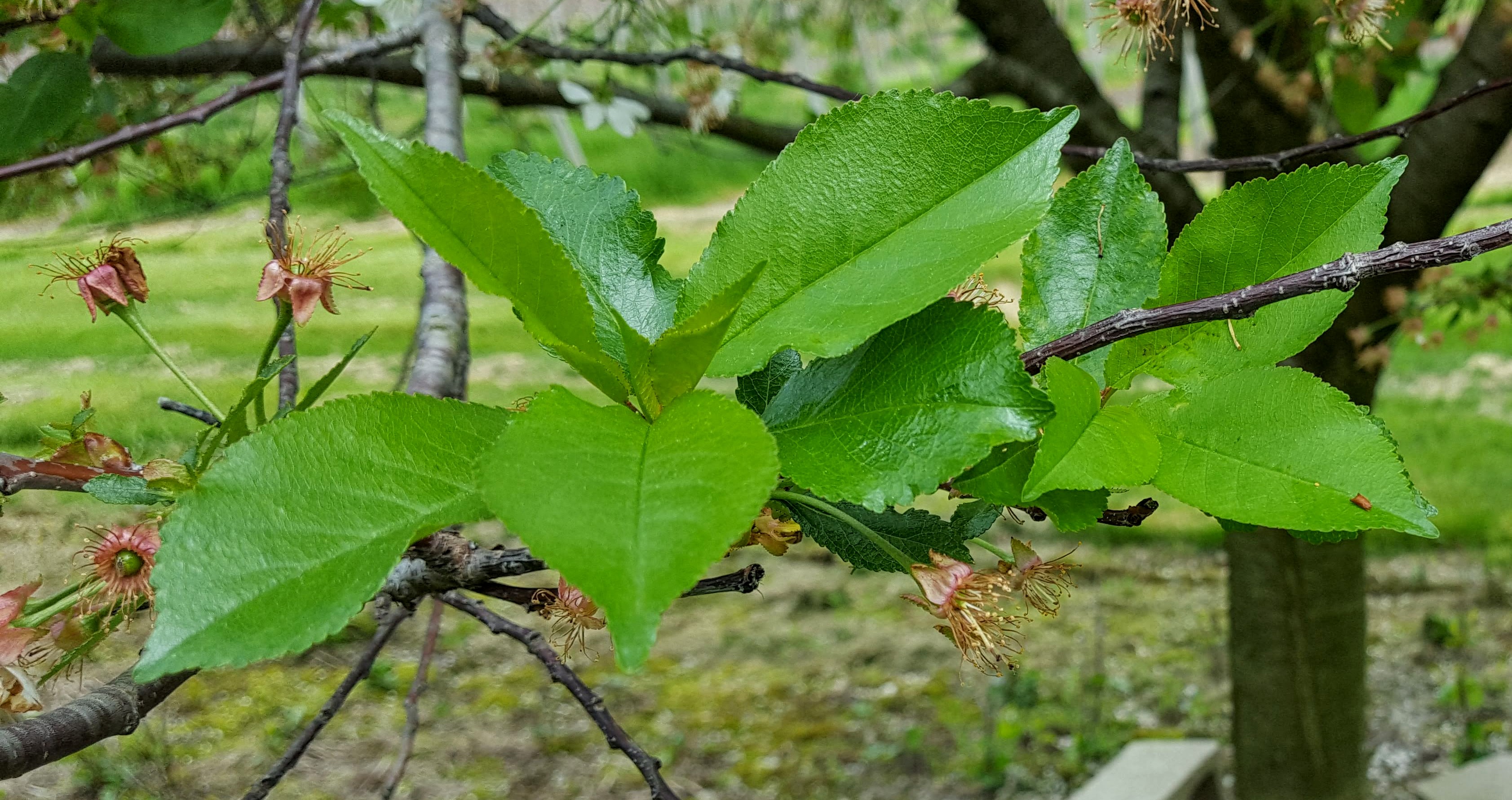 Cherry leaves